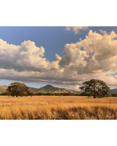 GUANACASTE SAVANNA