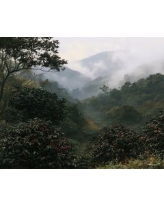 CHIAPAS COFFEE HIGHLANDS