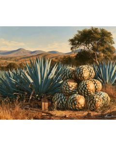 AGAVE HARVEST