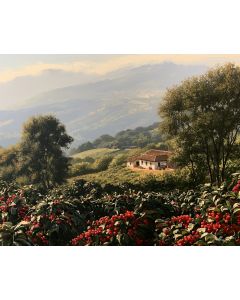 NICARAGUAN COFFEE HIGHLANDS