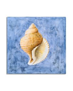 Deco Seashell Harmony